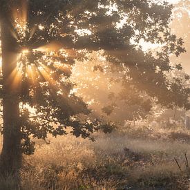 La forêt sur peter tulner