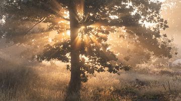 Het  bos