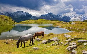 Zwei Kühe grasen am Krummschnabelsee