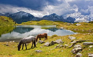 Zwei Kühe grasen am Krummschnabelsee von Christa Kramer