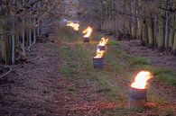 Fire pots cherry orchard by Moetwil en van Dijk - Fotografie thumbnail
