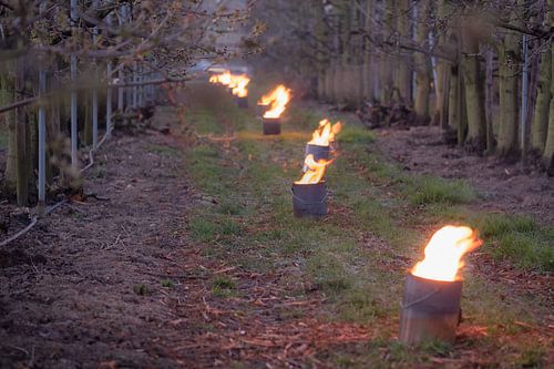 Vuurpotten kersenboomgaard
