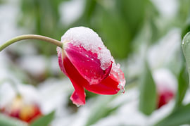Rote Tulpe, bedeckt mit frischem Schnee und schmelzendem Eis von Milcho Milev