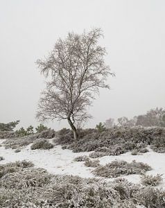 Eenzaam boompje in de sneeuw. van Jos Pannekoek