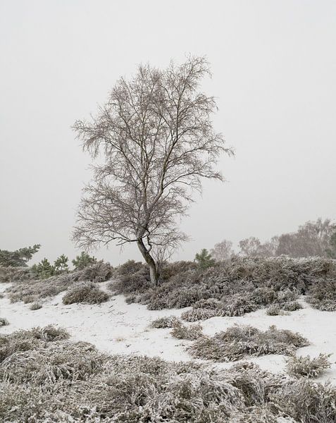 Eenzaam boompje in de sneeuw. van Jos Pannekoek