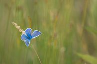 Butterfly: icarus blue (Polyommatus icarus) almost warmed up by Moetwil en van Dijk - Fotografie thumbnail