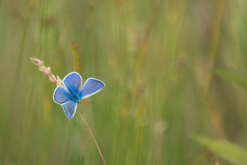 Vlinder: icarusblauwtje (Polyommatus icarus) bijna opgewarmd