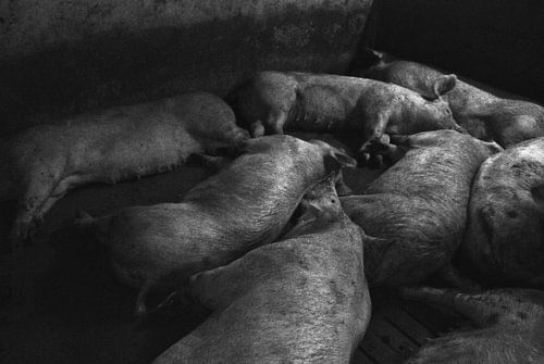 Picture of porcupines.