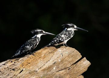 Bonte IJsvogels