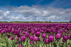 purple glow by Jan Heijmans