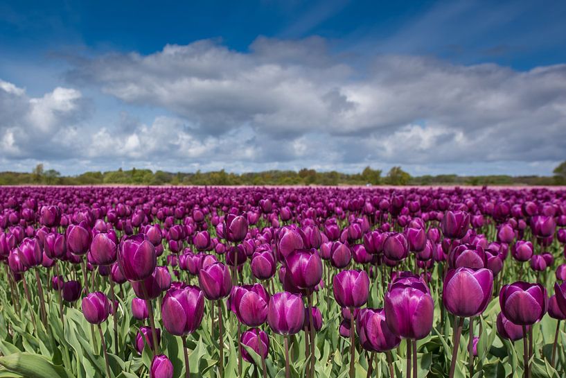 purple glow van Jan Heijmans