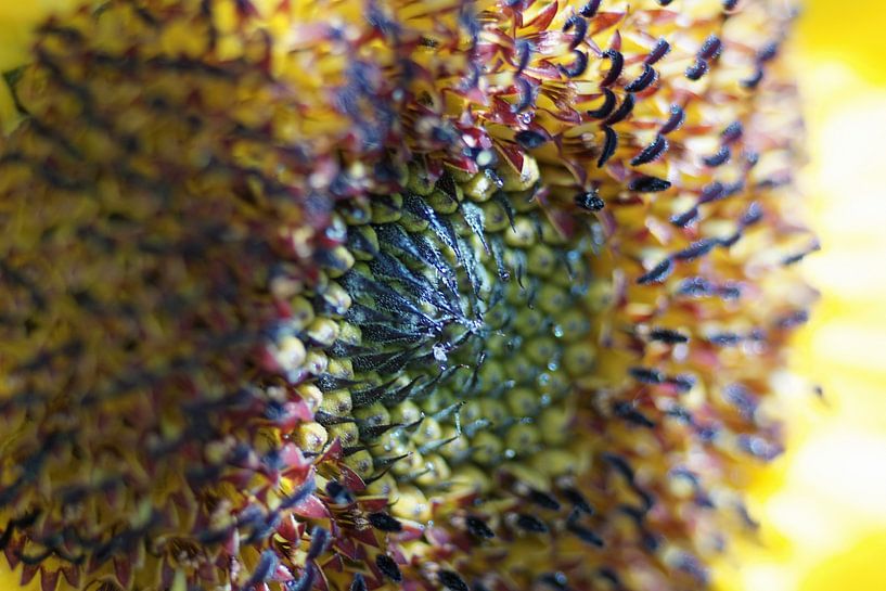 the flower's solar core lit up with golden rays by wil spijker