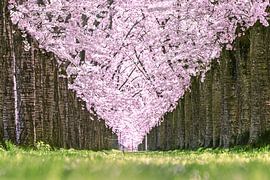 Cherry Tree Lane by Alex van den Akker