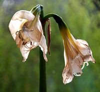 Amarilles in decline