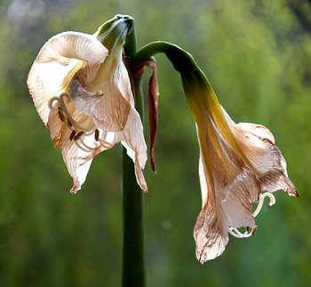 Amarilles in verval
