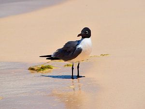 Lachmöwe auf Klein Curaçao
