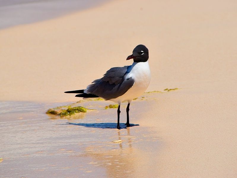 Mouette rieuse à Klein Curaçao par Karel Frielink