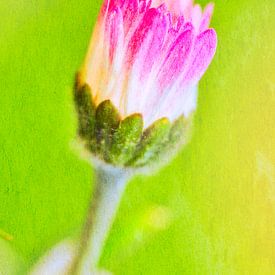 Gänseblümchen in der Knospe 1 malerisch von Jaap Tanis