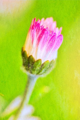Gänseblümchen in der Knospe 1 malerisch