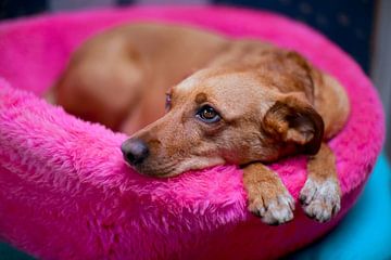 Spaans hondje ligt in roze mand van Ivonne Wierink