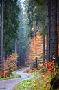 The right direction by Mandy Faulhaber thumbnail