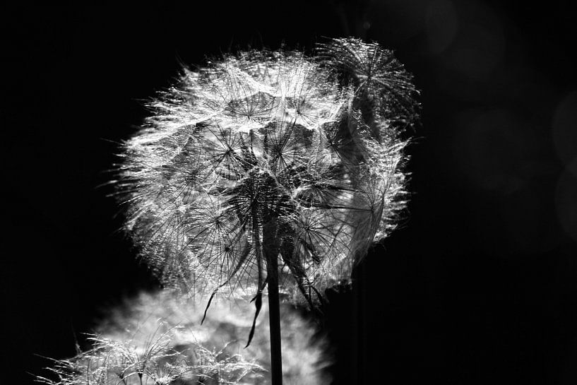 Dandelion in black and white by Ingrid Meuleman