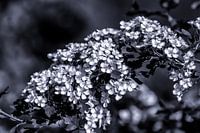 meidoorn in de zon zwart-wit kleur