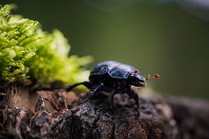 Zwarte mestkever nieuwsgierig op een boomstronk