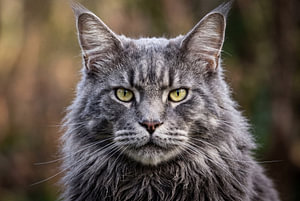 De Maine Coon-kat