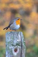 Robin