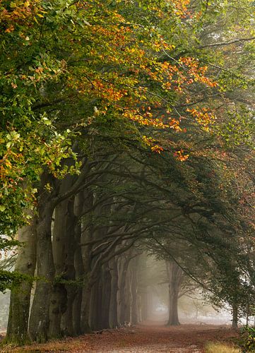 Beukenlaan vol herfstkleuren