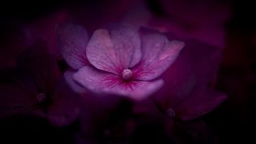 Macrofoto van een paarse Hortensia van Jenco van Zalk