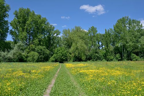 Spring in the floodplain of the Lower Rhine, North Rhine-Westphalia, Germany