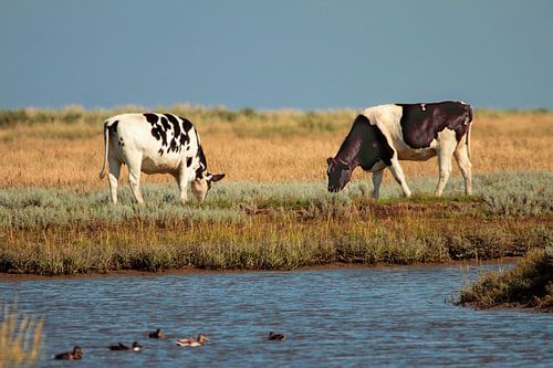Cows