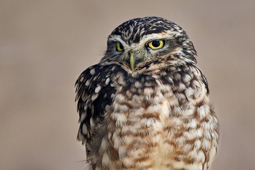 Little Owl by Thomas Marx