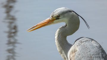 Reiger aan de waterkant