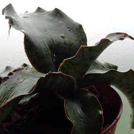 Kamerplant: Sansevieria Silver Blue 1 van MoArt (Maurice Heuts)