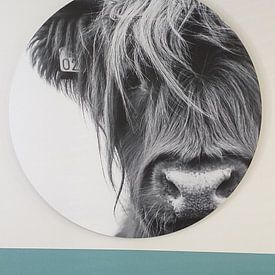 Customer photo: Portrait Scottish Highlander black and white by Sandra van Kampen