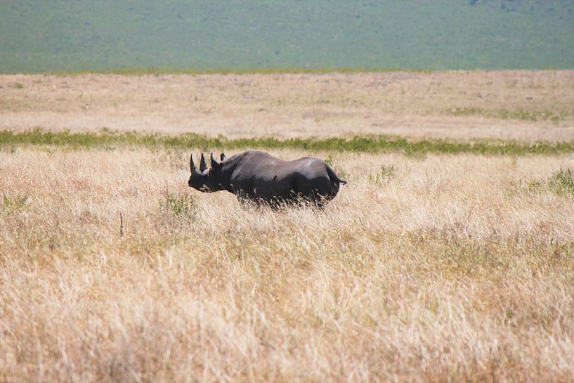 Spitzmaulnashorn von Roger Hagelstein
