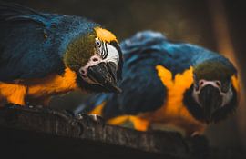 Rot-Gelber Ara von Bjorn Brekelmans