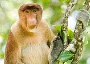 Portret van een neus aap in een boom van Elles Rijsdijk thumbnail