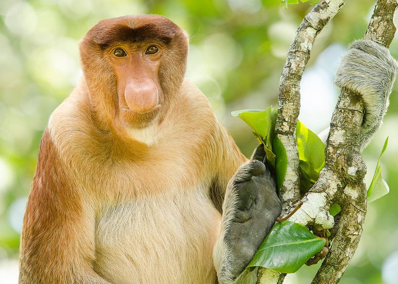 Portret van een neus aap in een boom von Elles Rijsdijk