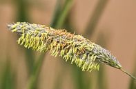 Gras heeft best veel meeldraden van Natuurpracht   Kees Doornenbal thumbnail