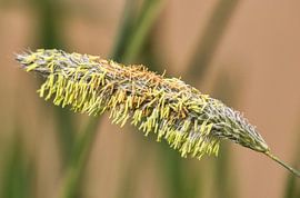 Grass has quite a few stamens