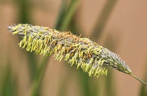 Gras heeft best veel meeldraden