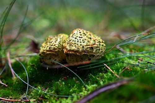 Twee aardappelbovisten