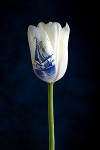 Fabriqué en Hollande ; tulipe blanche et bleu de Delft
