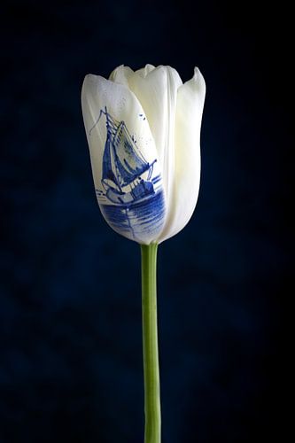 Fabriqué en Hollande ; tulipe blanche et bleu de Delft sur Clazien Boot