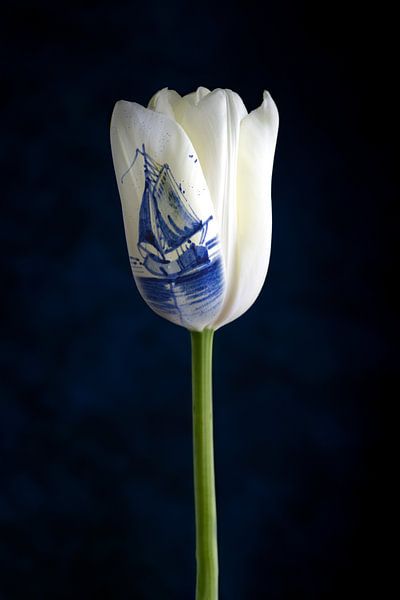 Fabriqué en Hollande ; tulipe blanche et bleu de Delft par Clazien Boot