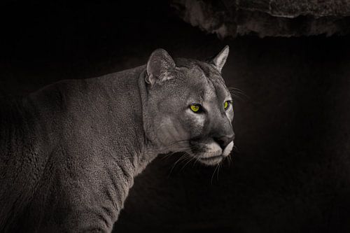 Powerful beautiful cougar with green eyes on a dark background, beautiful coat strength and beauty